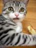 gato291.jpg